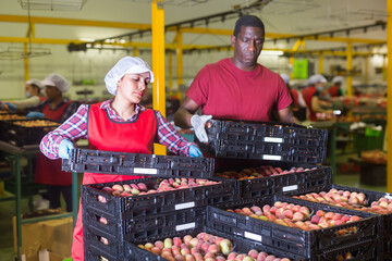 Fototapeta premium Positive woman and man holding crate of peaches during sorting at warehouse, checking quality of fruits