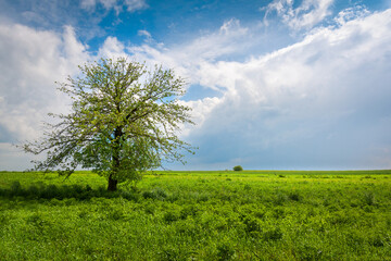Fototapeta na wymiar Green meadow with a tree