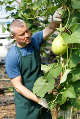 Man gardener with scissors working with marrow seedlings in greenhouse