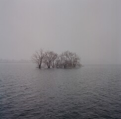 tree in fog
