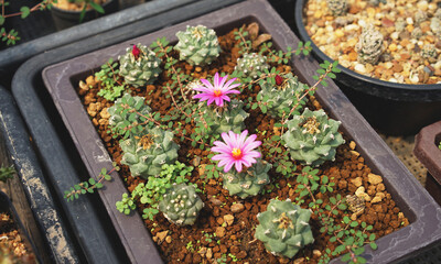 flowers on the cactus in the planting pot - 421146761