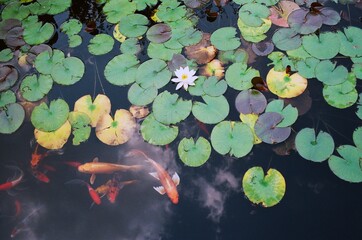 lilies in the pond