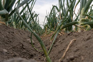A closeup of a row of green onions growing on a farm