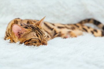 Bengal kitty cat laying on the white fury blanket