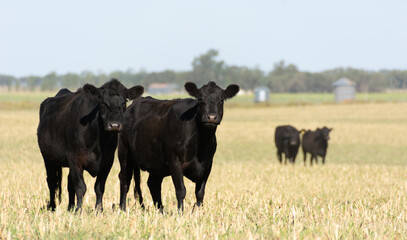 Angus cattle farm in the pampas - obrazy, fototapety, plakaty