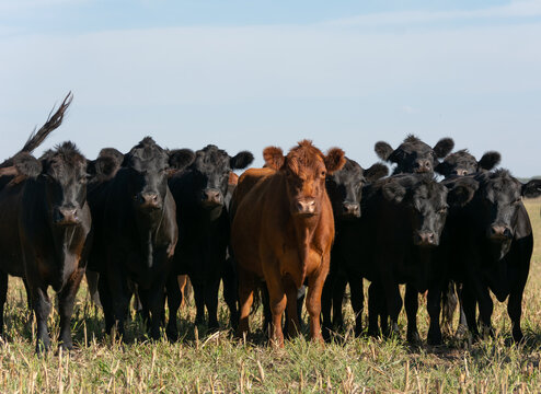 Angus cattle farm in the pampas