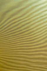 abstract colored wavy background of interference overlay fine meshes, combination of light and shadow, toning