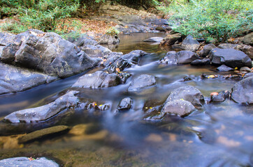 Forest river stream. River wild in forest.