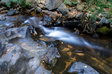 Forest river stream. River wild in forest.