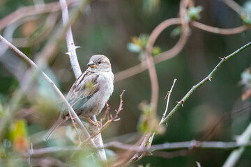 Sparrow perched on branch