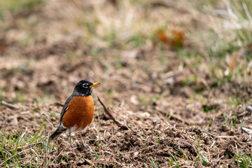 Robin foraging in the dirt