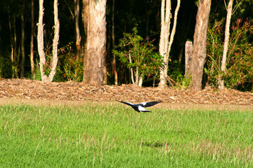 Australian Magpie on sunny summer day with blue sky