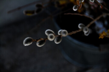 玄関先のネコヤナギ