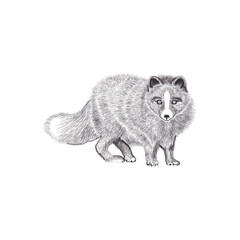 Obraz premium fox cartoon isolated on white