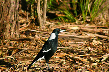 Australian Magpie on sunny summer day with blue sky