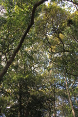 頭上の鬱蒼とした木々