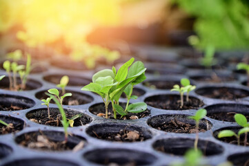 Closeup of Small Plant growing on the soil with nature background.