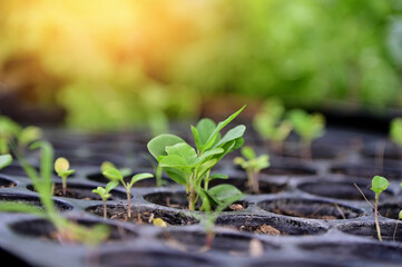 Closeup of Small Plant growing on the soil with nature background.