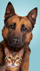 Belgian Shepherd dog and a tabby cat portrait