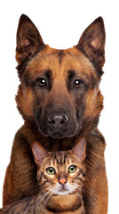 Belgian Shepherd dog and a tabby cat portrait looking at the camera