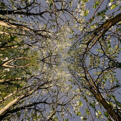 tree in spring