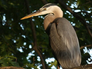 Blue River Heron Nature Closeup