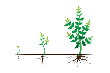 Green plant growth process. Flat cartoon style. Vector stage. Tree vector icon. Stock image. EPS 10.