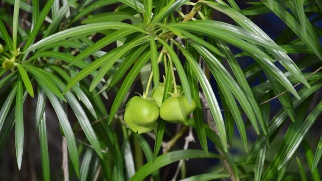 fresh green Thevetia peruviana fruit in nature garden