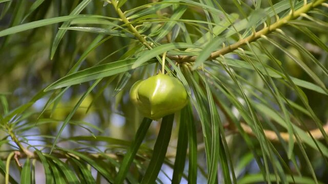 fresh green Thevetia peruviana fruit in nature garden