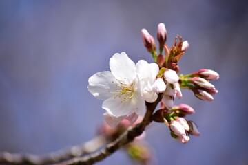 桜の花