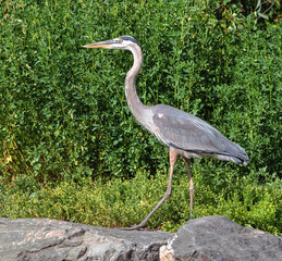 A Great Blue Heron viewed up close in Summertime is nicely offset while walking by lush green...