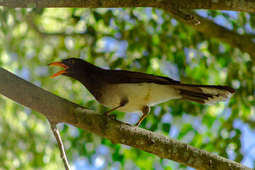 Brown jay perched on tree branch, this kind of bird is called 