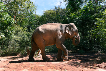 Moment of Elephant in natural jungle
