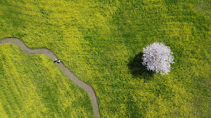 桜と菜の花 -Sakura and rape blossoms-