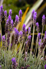 Obraz premium lavender flowers in region