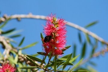 Australian bottle brush tree on sunny summer day