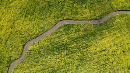 菜の花 -Rape blossoms-