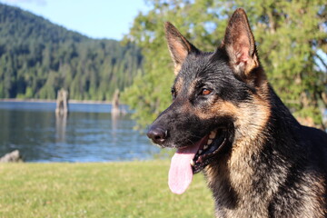 German shepherd outdoors in the sun