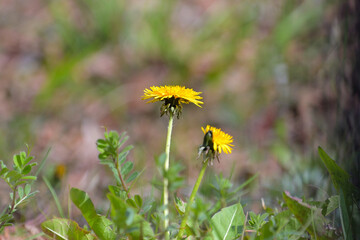 花の下の緑色の部分（総苞片）が反り返っているタンポポ © FUJIOKA Yasunari