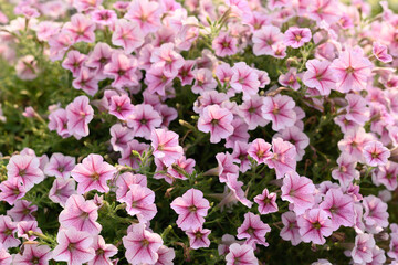 Fototapeta na wymiar Pink petunia flower blossom in spring season, Decoration flower in a garden