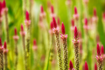 chainese wool flower magenta color is an herb with many properties