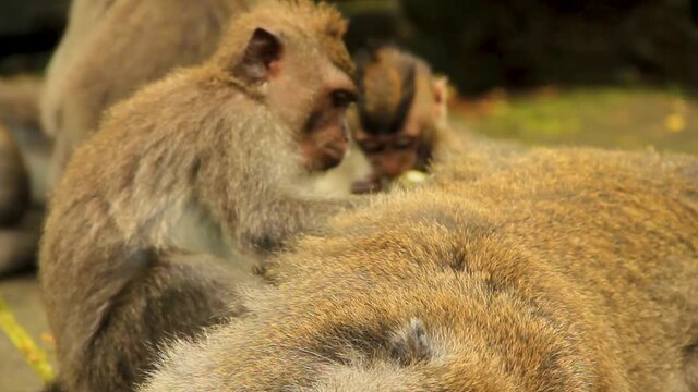Juvenile Macaque eagerly caring and grooming resting senior in Bali, Indonesia - Long medium close up shot
