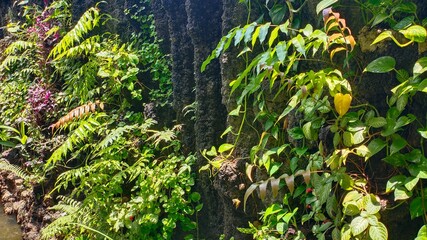 Photo of greenery in the garden