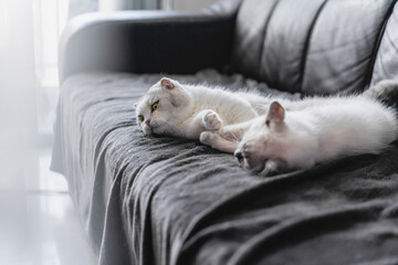 Two kittens are playing on the sofa