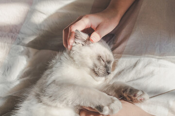 A hand is gently stroking sleeping kitten © Anciens