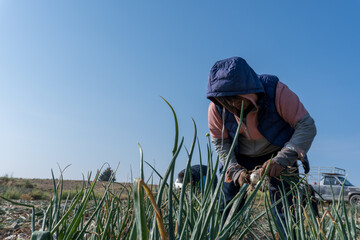 a farmer harvesting ripe onions on a farm