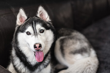 siberian husky dog sitting on the sofa grinning happily