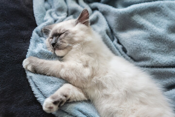 little rag doll cat sleeping on the soft blanket 