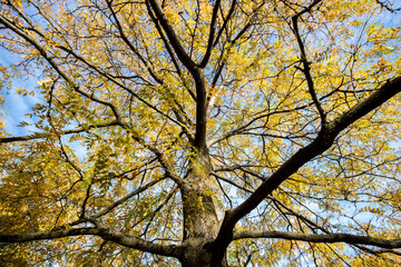 Looking up into the tree in autumn in Spokane, Washington.