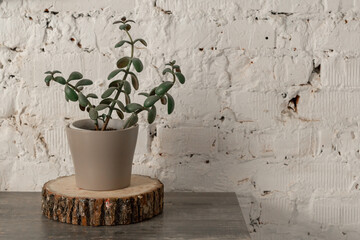 A potted houseplant on a sawn-wood stand on a table against a white brick wall. copy space